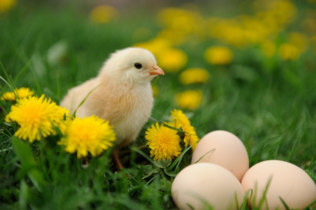 Petit poulet sur l'herbe