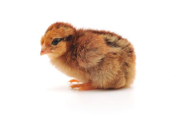 Petit poulet isolé sur blanc