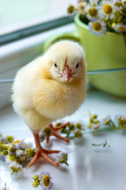Un petit poulet jaune dans un récipient en verre sur un fond de fleurs