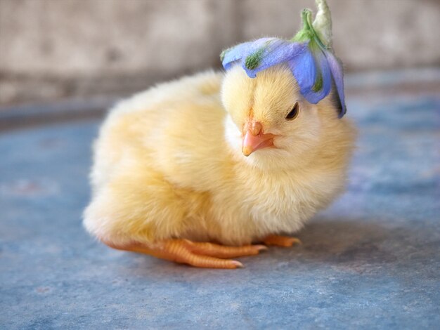 Petit poulet jaune avec une fleur bleue.