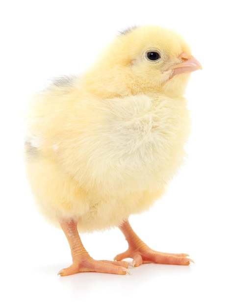 Petit poulet jaune