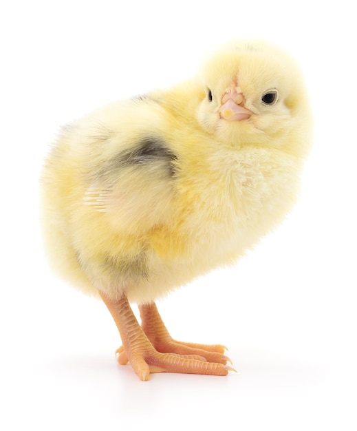 Petit poulet jaune