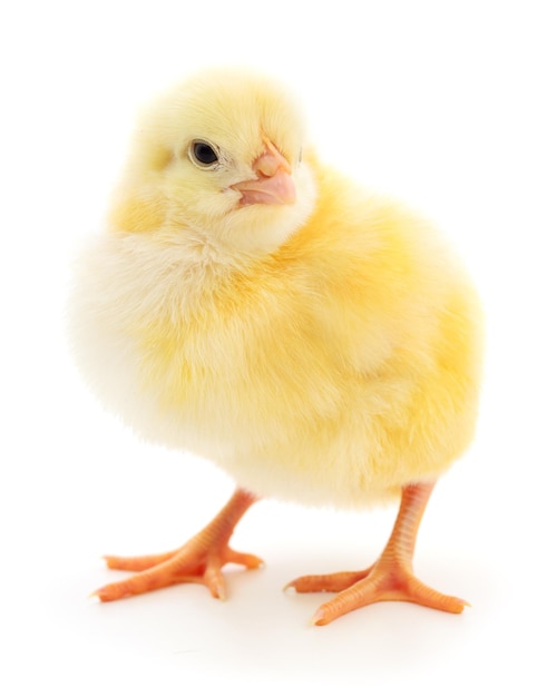 Petit poulet jaune