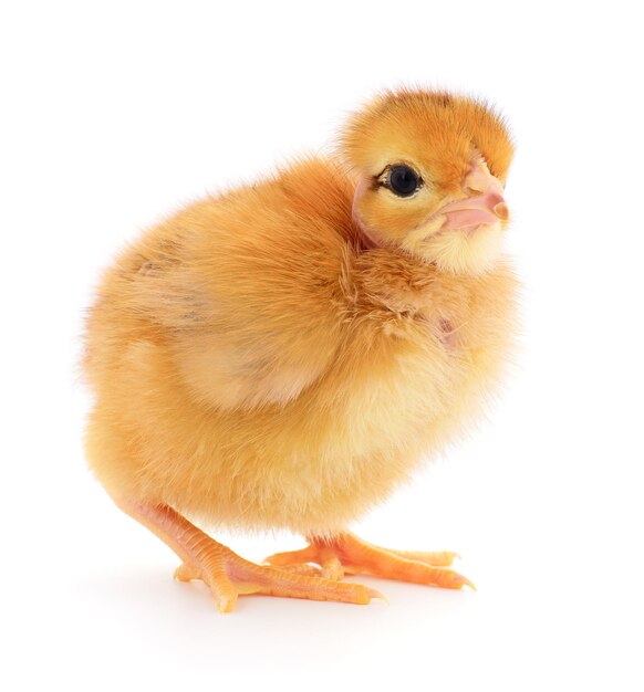 Petit poulet jaune