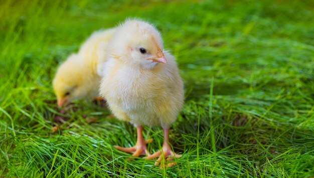 Petit poulet jaune