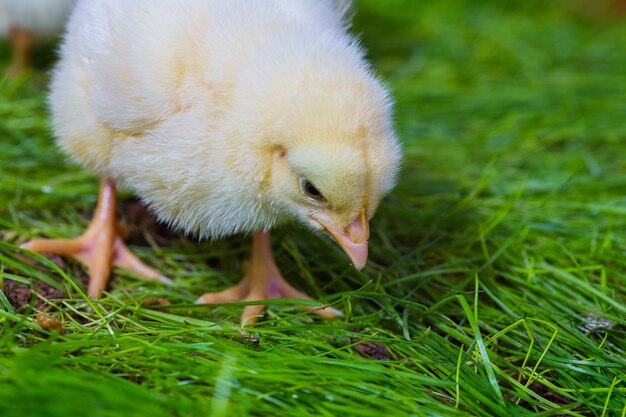 Petit poulet jaune