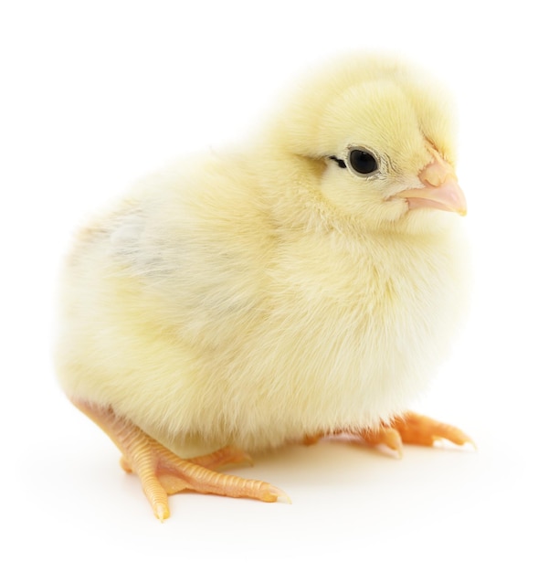 Petit poulet jaune