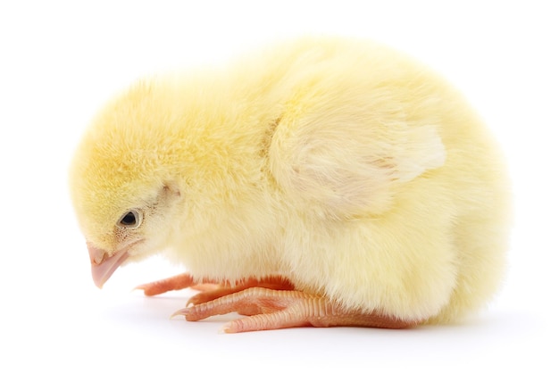 Petit poulet jaune