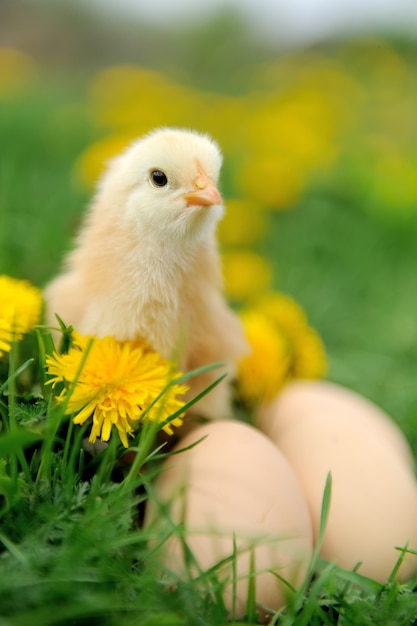 Photo petit poulet et oeuf sur l'herbe