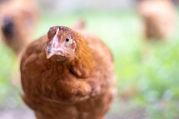 Un petit poulet rouge dans la cour cherche de la nourriture à manger Industrie agricole Élevage de poulet