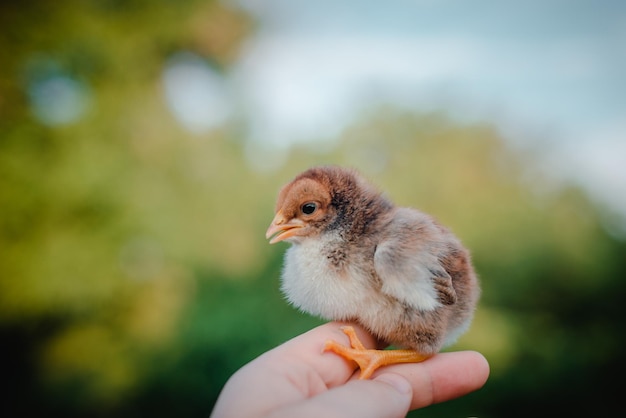 Un petit poussin brun dans la main d'un homme. Grand plan.