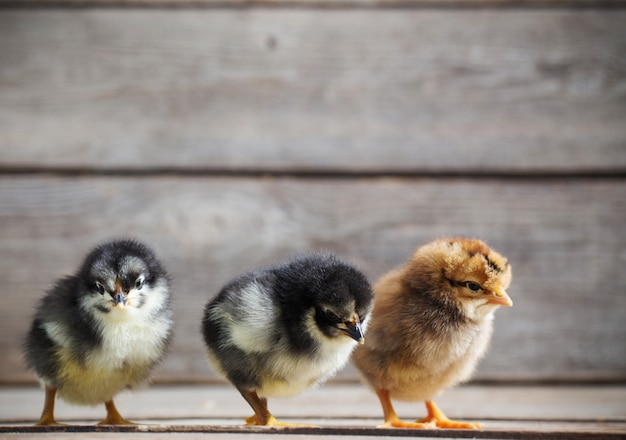 Petit poussin enfant debout sur fond de bois