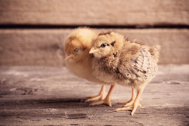 Petit poussin enfant jaune debout sur un mur en bois