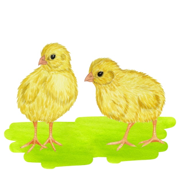 Petit poussin jaune pelouse verte ferme avicole domestique illustration à l'aquarelle dessinée à la main isolée