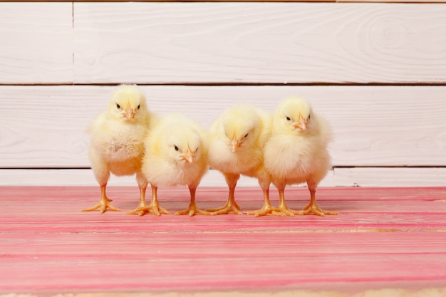 Petit poussin jaune sur table en bois