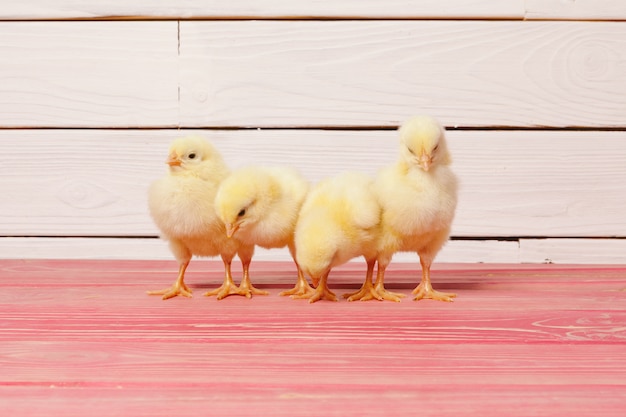 Petit poussin jaune sur table en bois