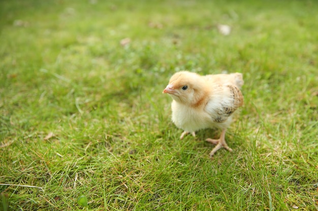 Petit poussin marchant sur l'herbe