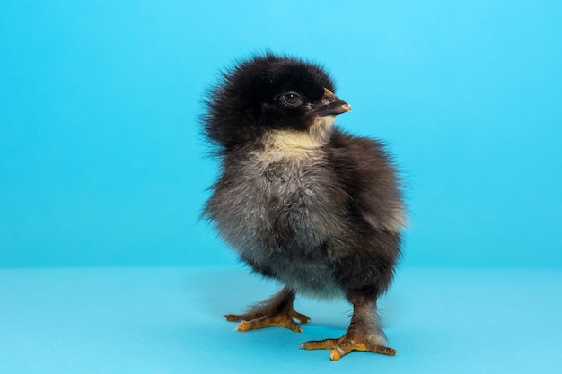 Petit poussin mignon et pur-sang regarde quelque chose sur un fond bleu