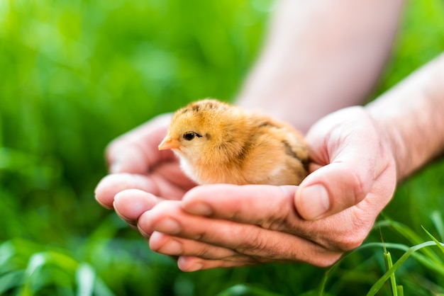 Le petit poussin nouveau-né entre les mains de l'homme.