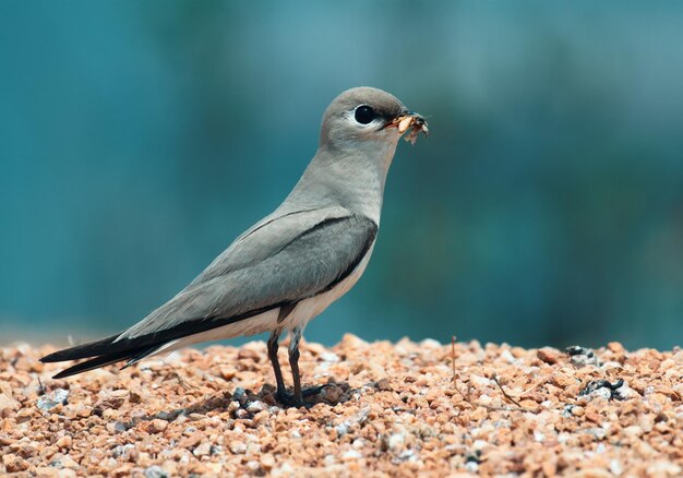 Photo le petit pratincole