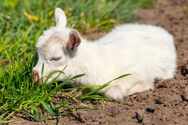 Le petit près de la chèvre se trouve dans le jardin près de l'herbe verte