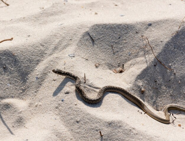 Le petit rampe déjà sur le sable