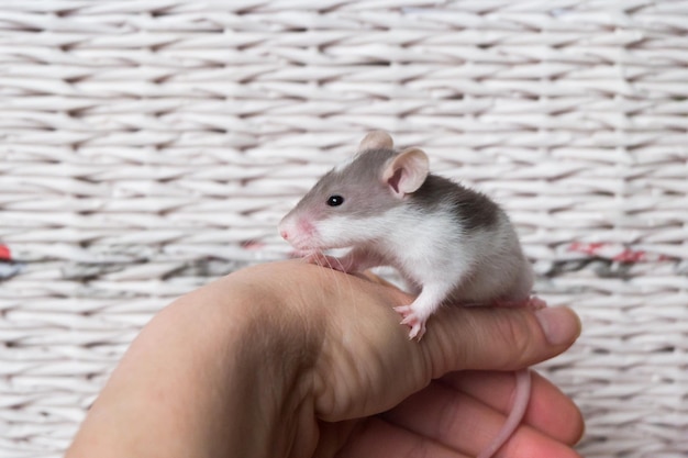 Un petit rat dans les mains