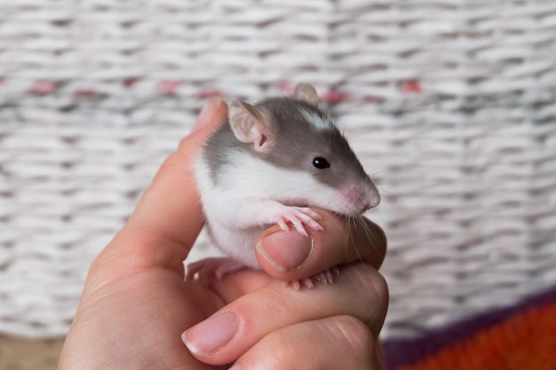 Un petit rat dans les mains