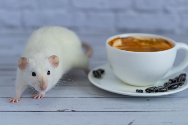 Un petit rat décoratif blanc mignon et drôle est assis à côté d'une tasse de café. Petit déjeuner le matin.