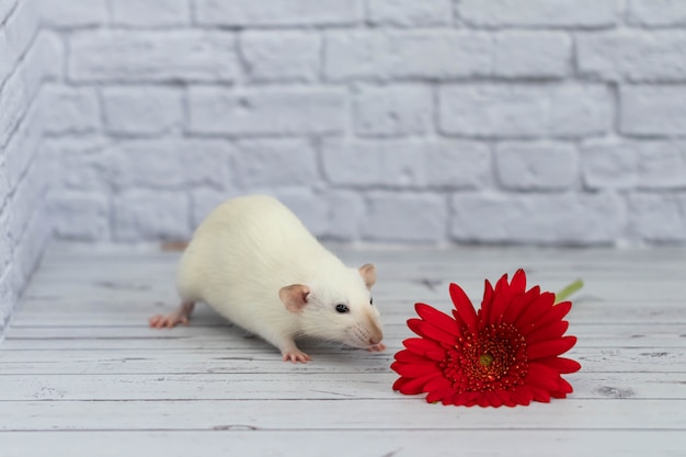 Un petit rat décoratif blanc mignon et drôle se trouve à côté d'une fleur de gerbera rouge. Gros plan de rongeurs sur un fond d'un mur de briques blanches.