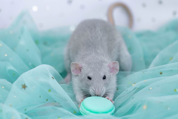 Un petit rat décoratif gris mignon se trouve parmi des plis de tissu léger et aéré à la menthe avec des paillettes.