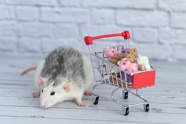 Un petit rat noir et blanc mignon à côté du chariot d'épicerie est rempli d'ours en peluche multicolores. Faire ses courses au marché. Acheter des cadeaux pour les anniversaires et les vacances.