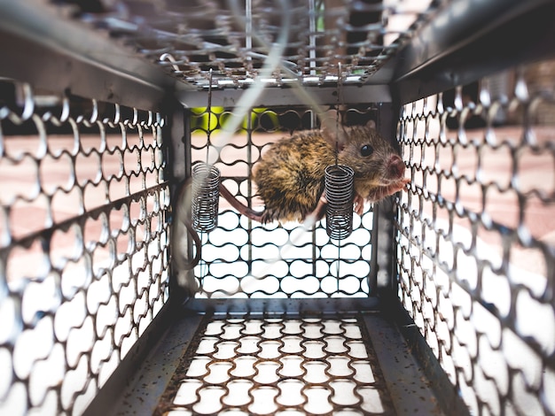 Photo petit rat pris au piège dans une cage en métal.