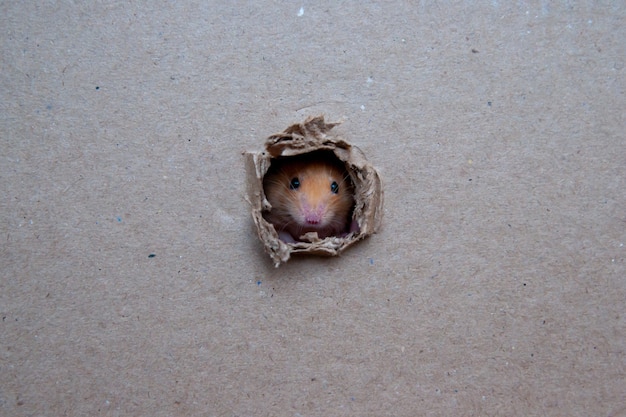 Photo petit rat a rongé un trou dans la boîte