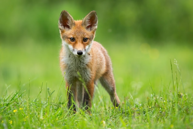 Petit renard roux regardant sur la clairière dans la lumière du soleil d'été