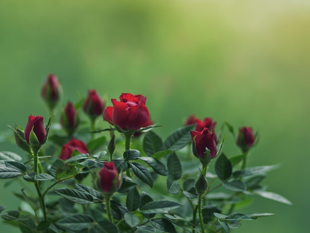 Petit rosier sur fond de feuillage vert