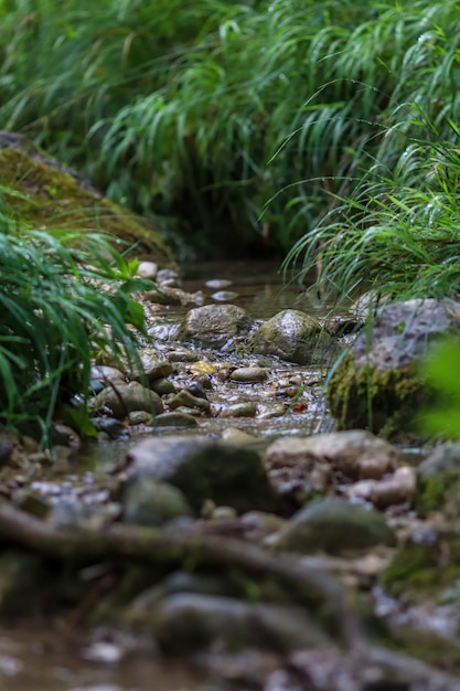 Un petit ruisseau au milieu de la forêt avec un flou tout autour