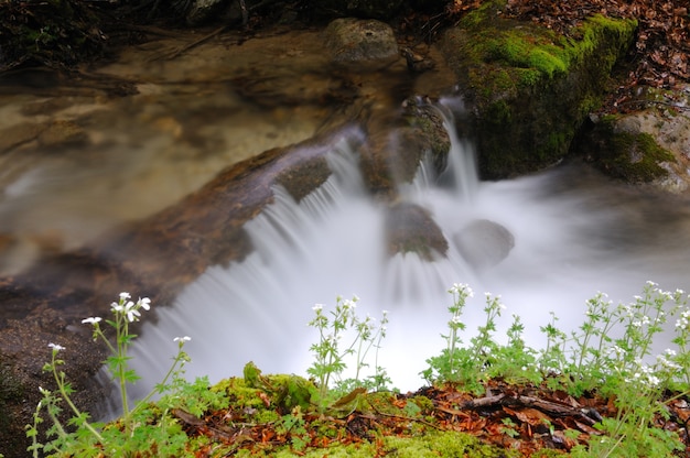 Un petit ruisseau coule avec une cascade et des pierres moussues autour. L'arbre tombé se trouve au-dessus de l'eau