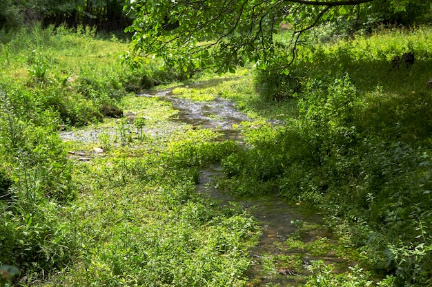 Un petit ruisseau coule à travers la forêt