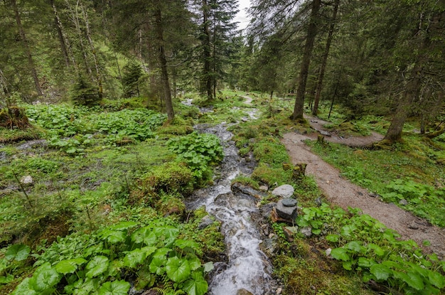 Petit ruisseau dans le paysage naturel