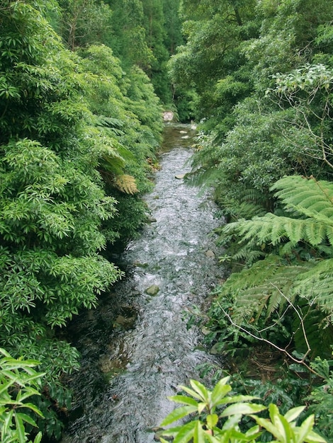 petit ruisseau dans une végétation dense