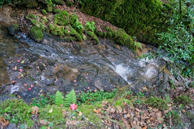 Petit ruisseau entouré de mousse et de feuilles sèches