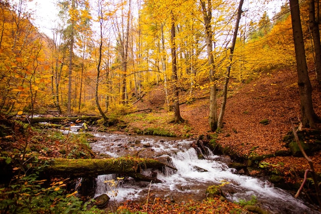 Le petit ruisseau de montagne dans la forêt d'automne