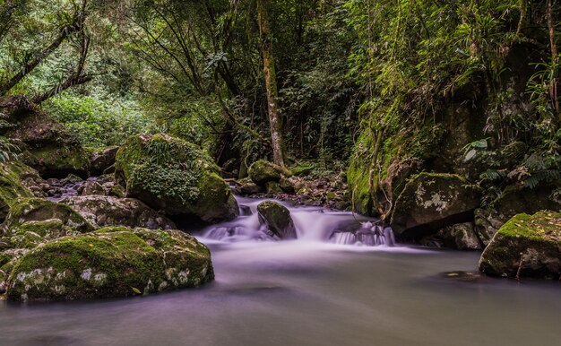 Petit ruisseau et paysage d'arbres