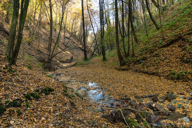 Un petit ruisseau qui coule à travers une crevasse dans la forêt devant des rochers et des troncs d'arbres pourris tombés Paysage d'automne dans une forêt éloignée sauvage des rochers et des souches d'arbres recouverts de mousse