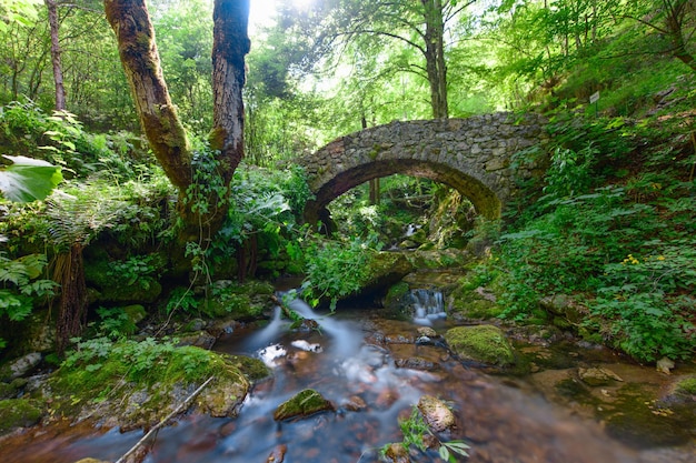 Petit ruisseau sous un petit pont de pierre dans la forêt