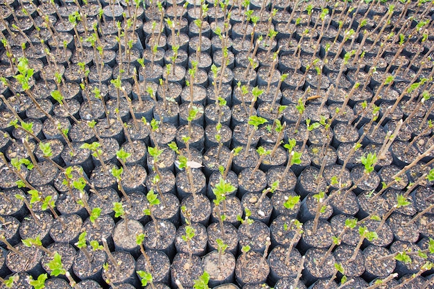 Petit sac de plantule