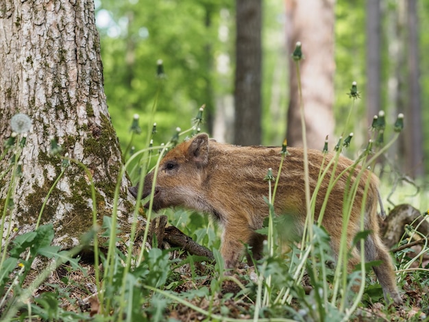 Petit sanglier dans l'herbe en forêt