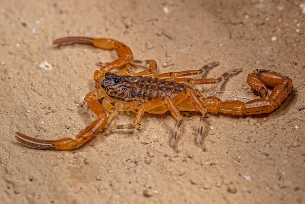 Petit scorpion jaune brésilien femelle