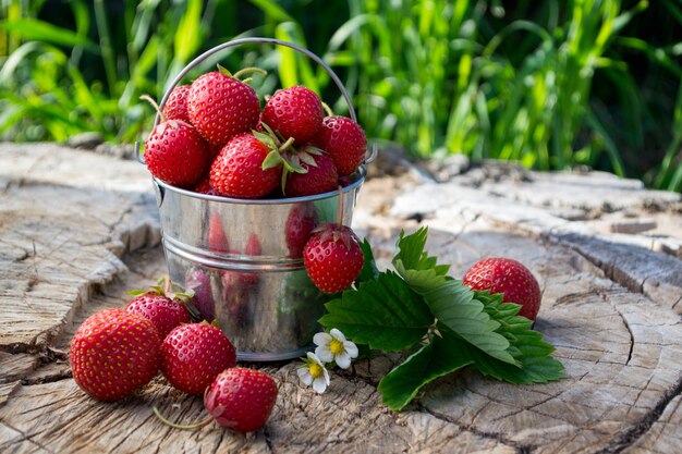 Un petit seau en métal avec des fraises dans le jardin